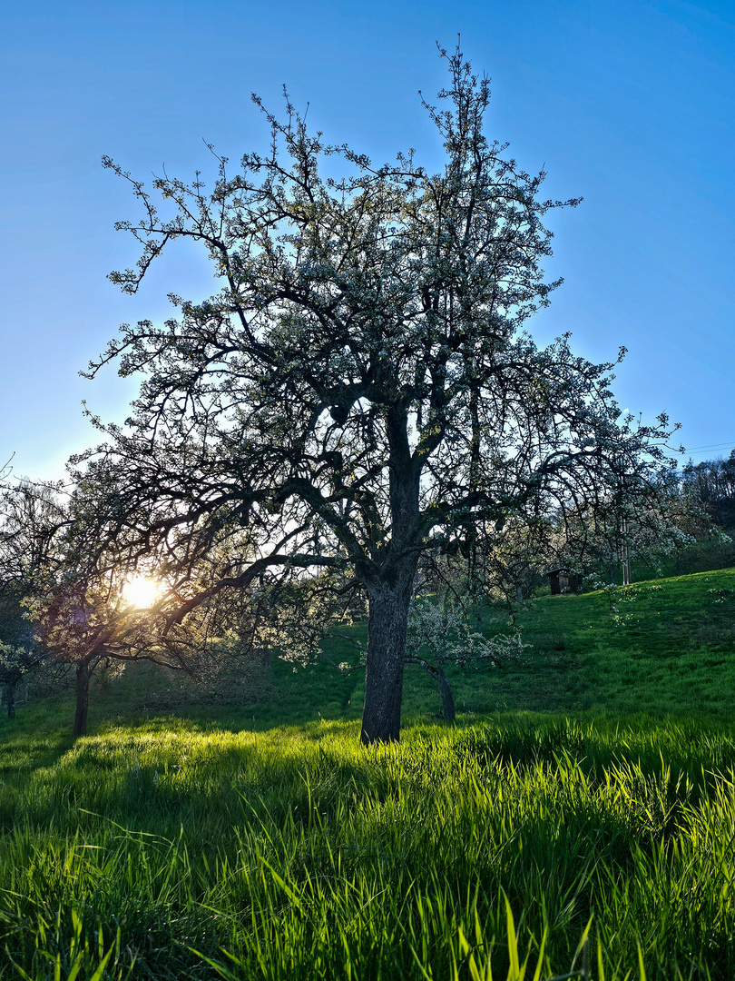 Frühling 