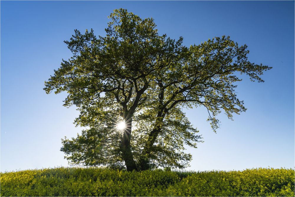 Frühling..