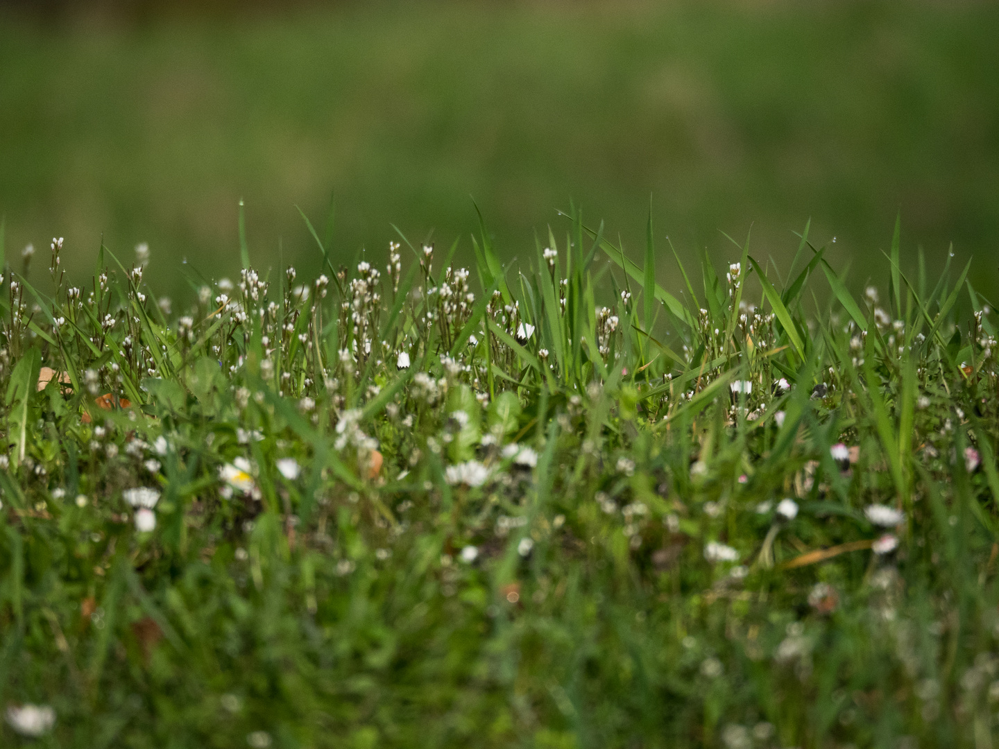 Frühling