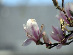 Frühling