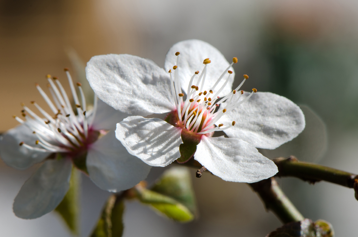 Frühling