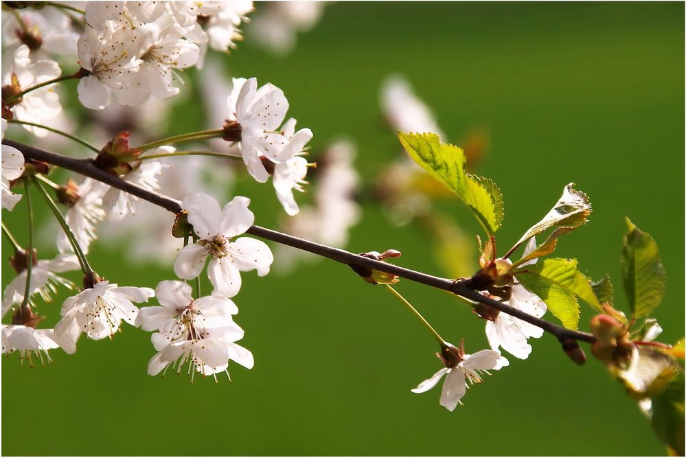 FRÜHLING