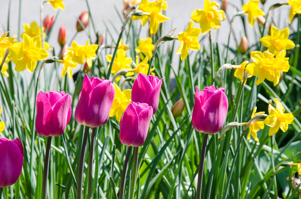 Frühling