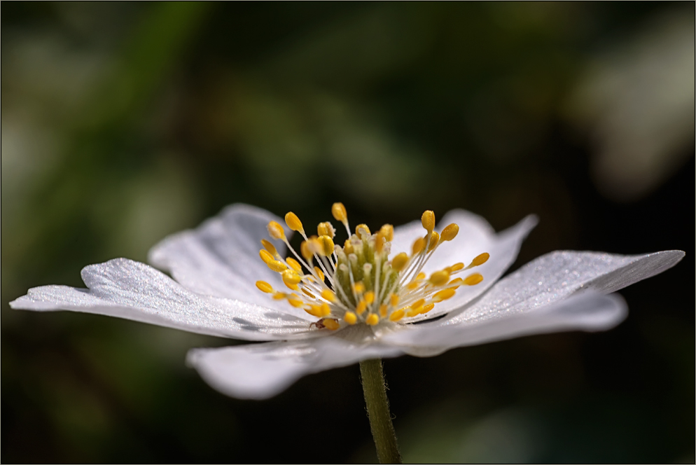 | Frühling .