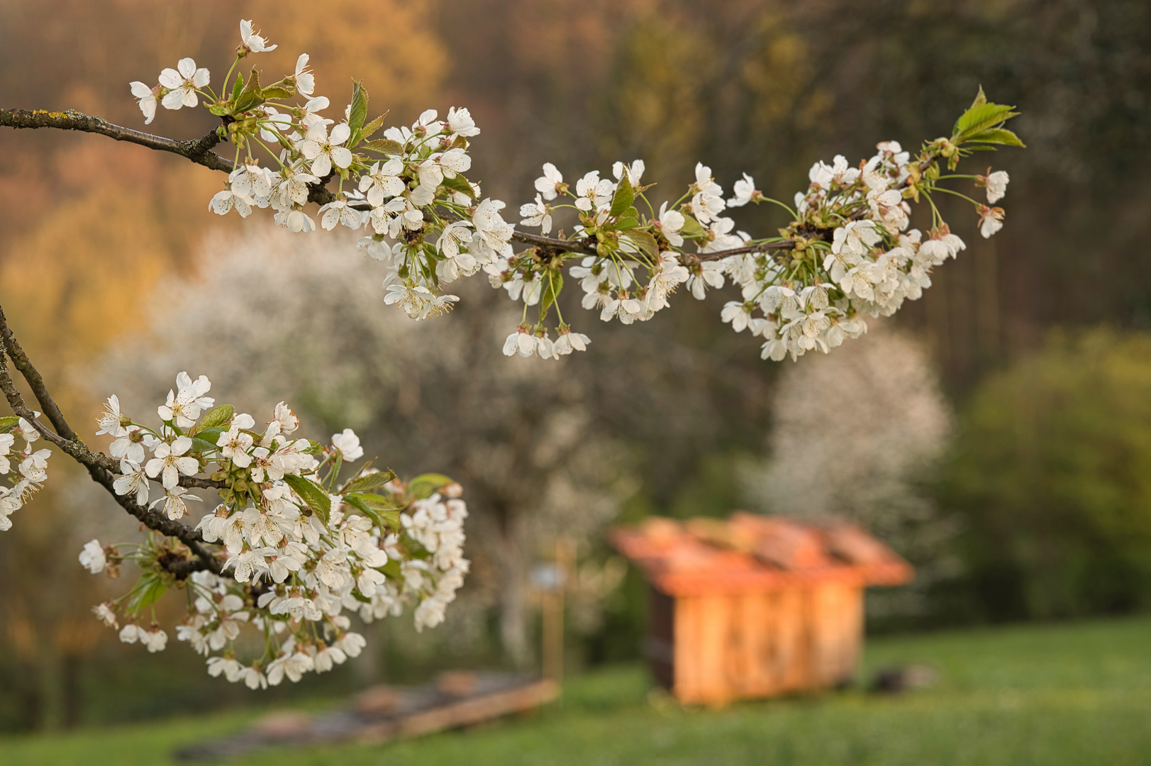 Frühling