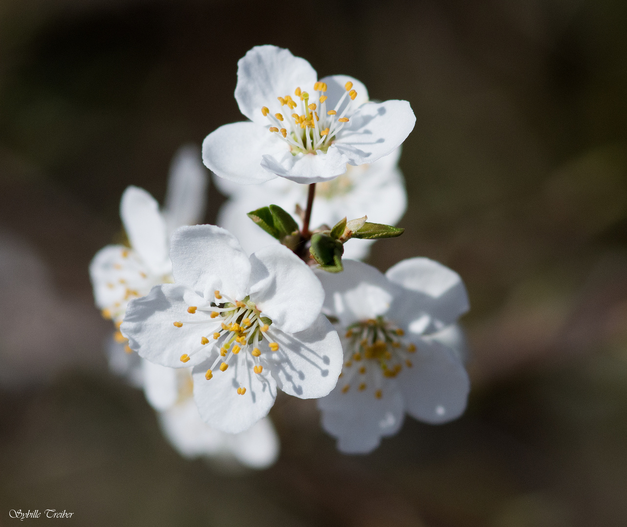 Frühling