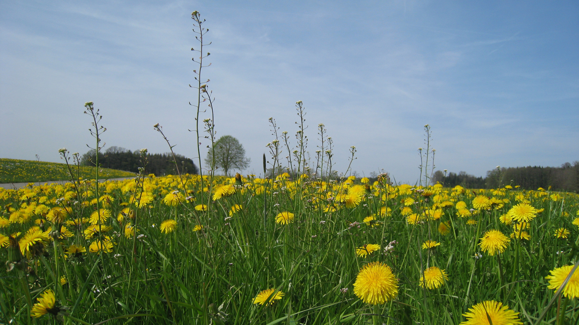 frühling