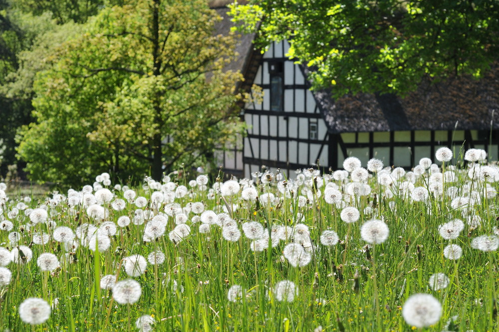 Frühling