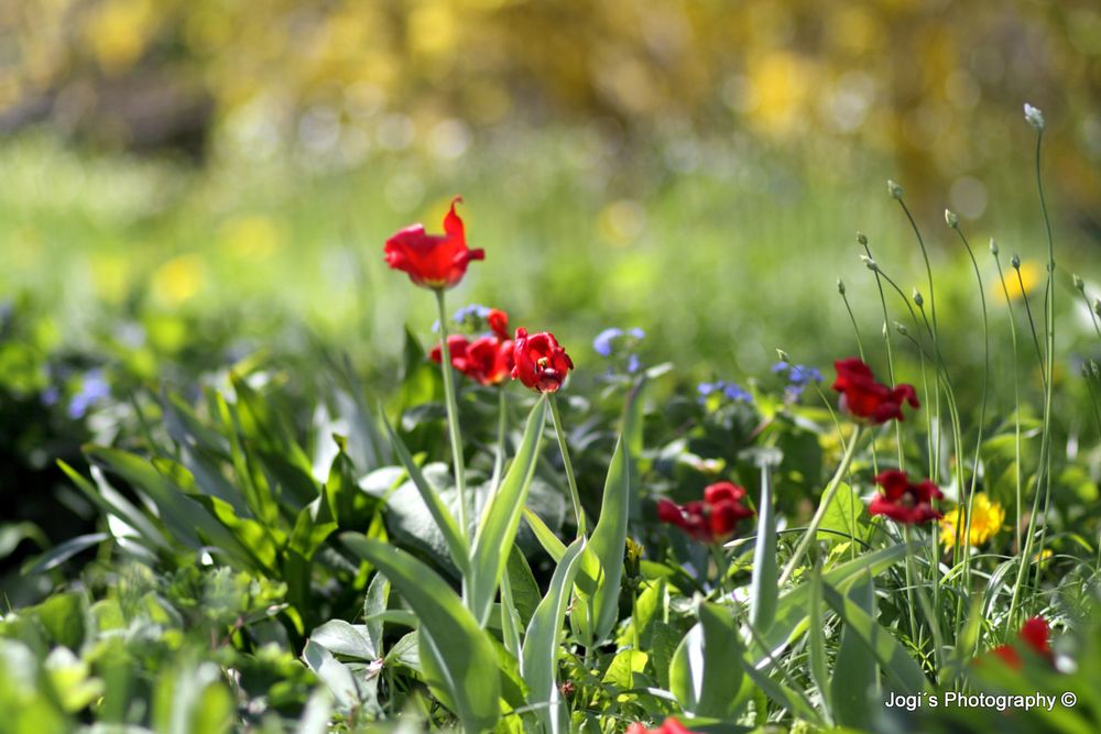 Frühling by Jogi´s-Photography