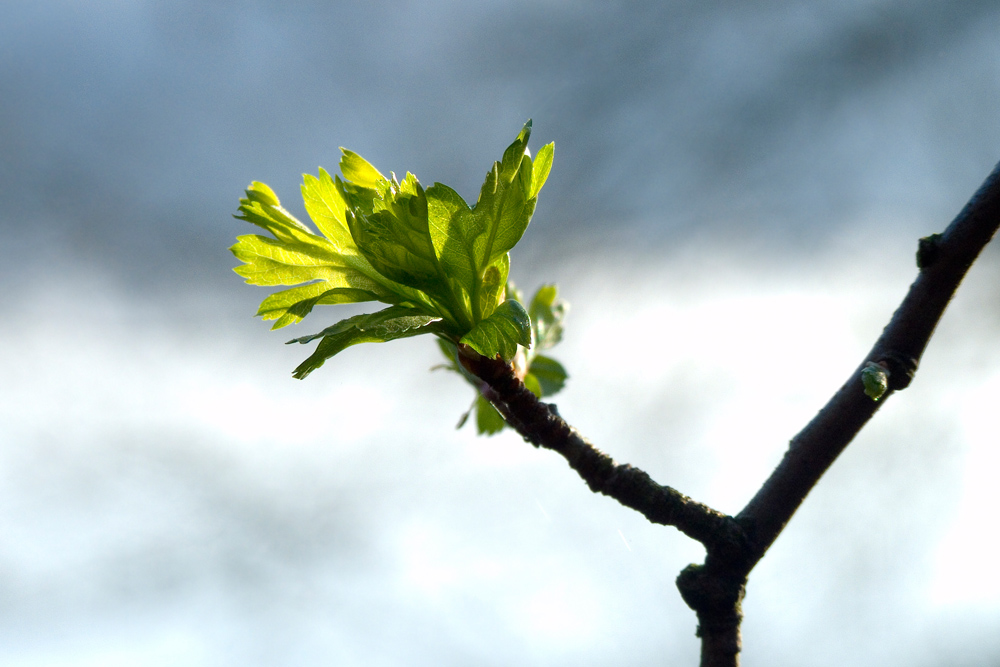 Frühling