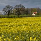 Frühling