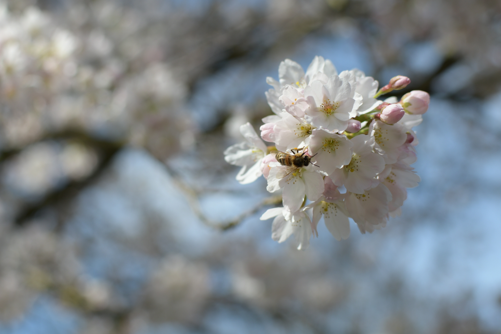 Frühling 