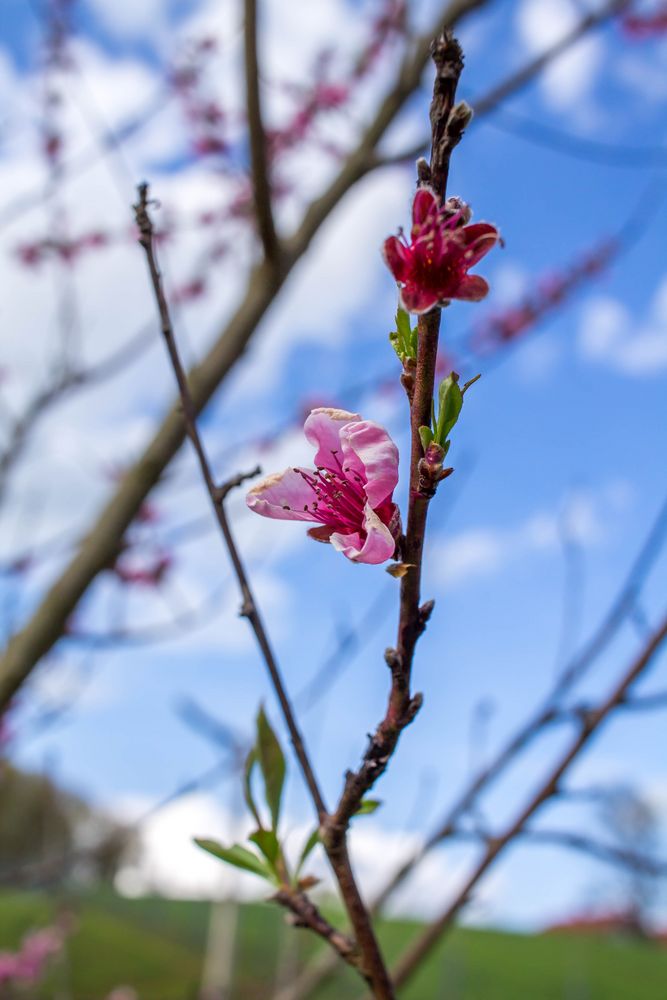 Frühling