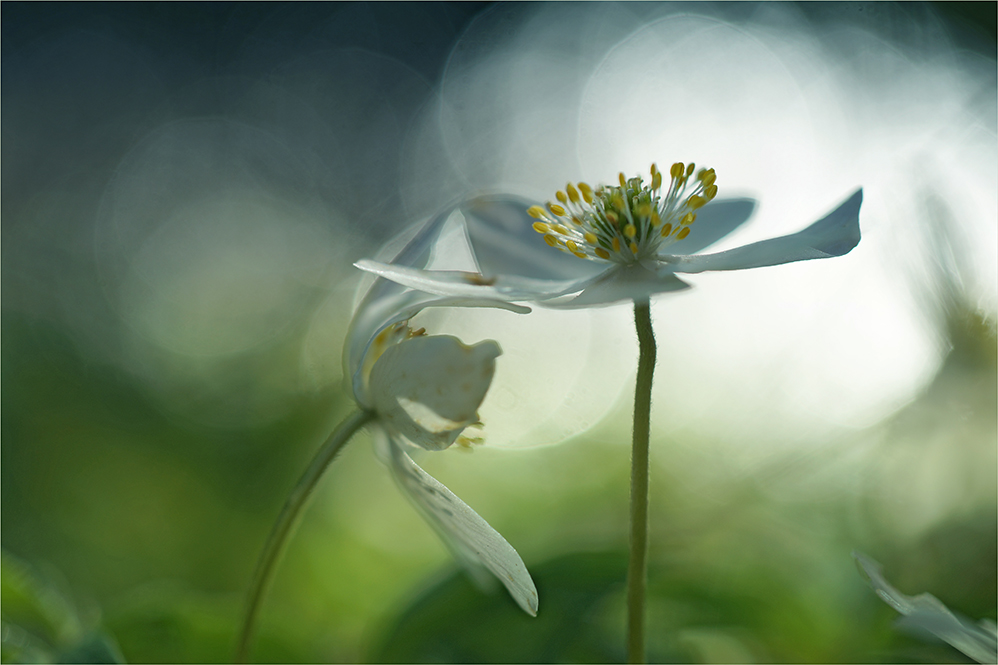 frühling