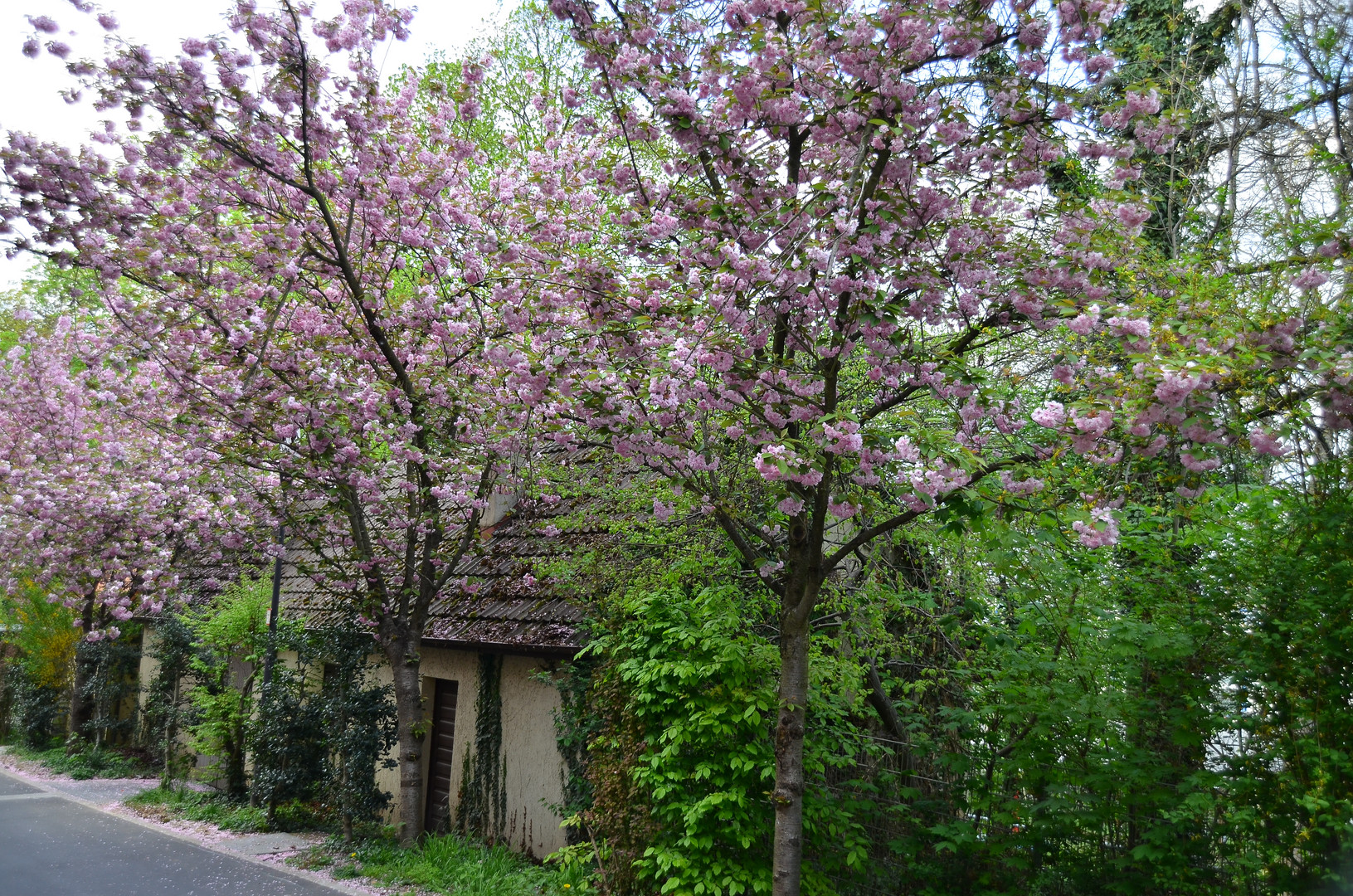 Frühling