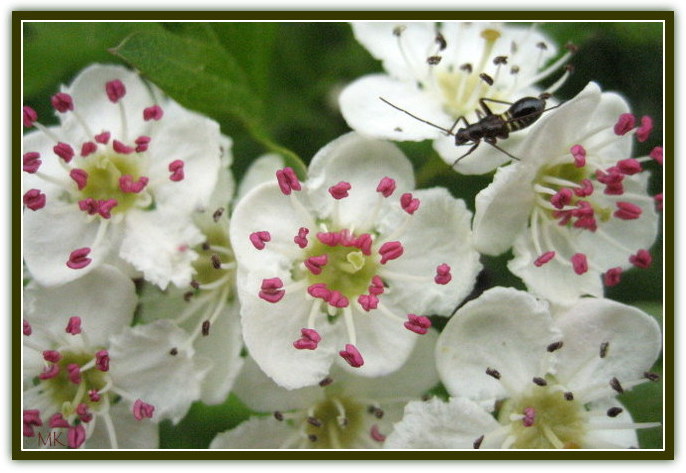 Frühling