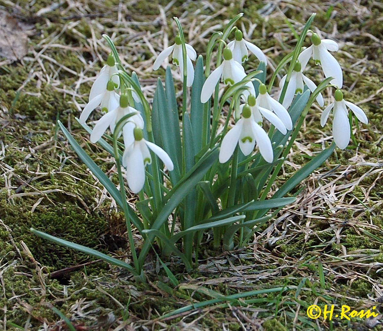 Frühling