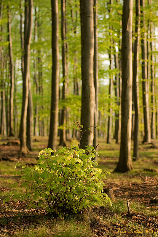 Frühling...