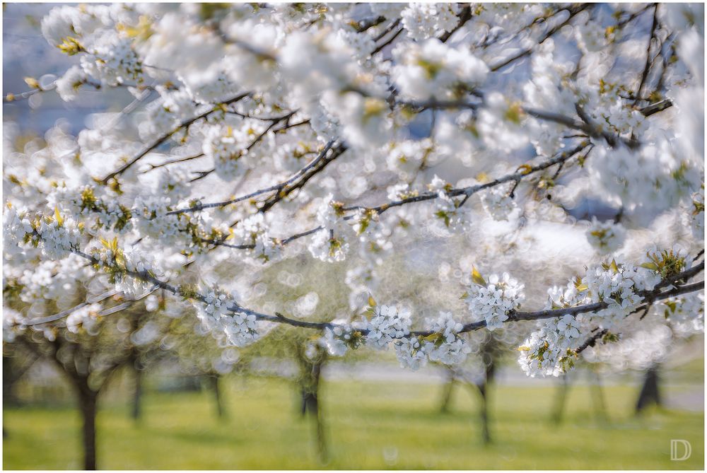 Frühling