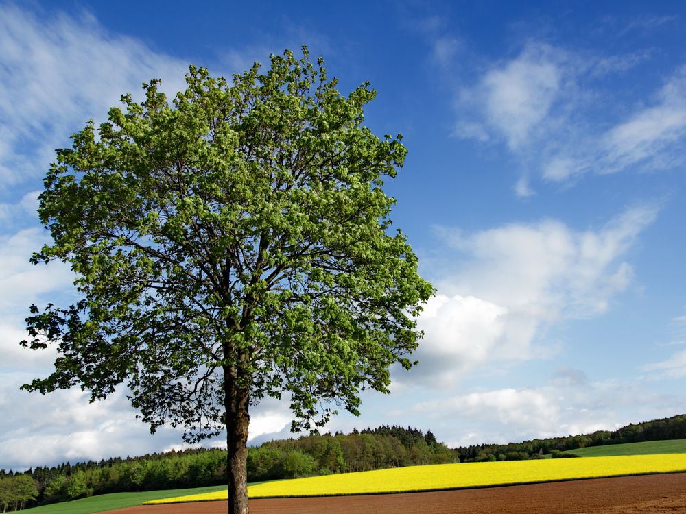 Frühling