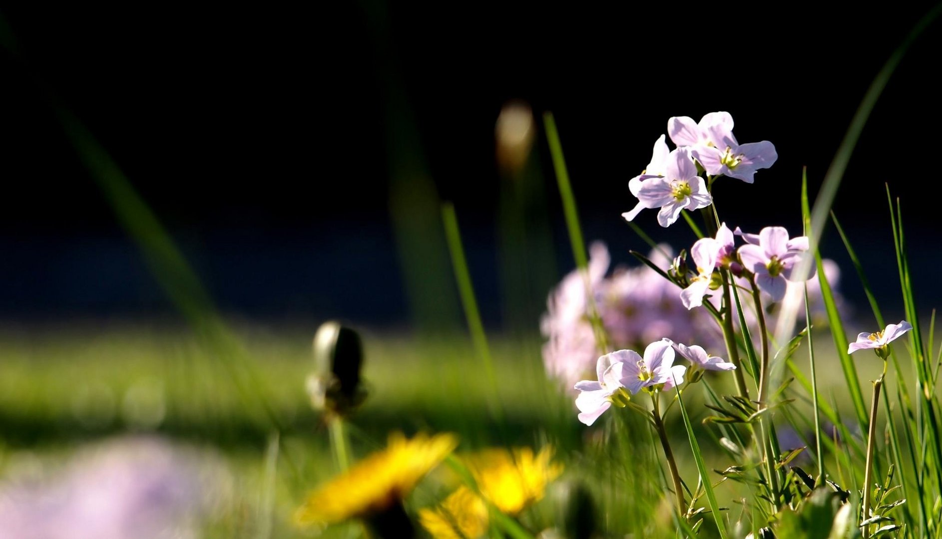 Frühling