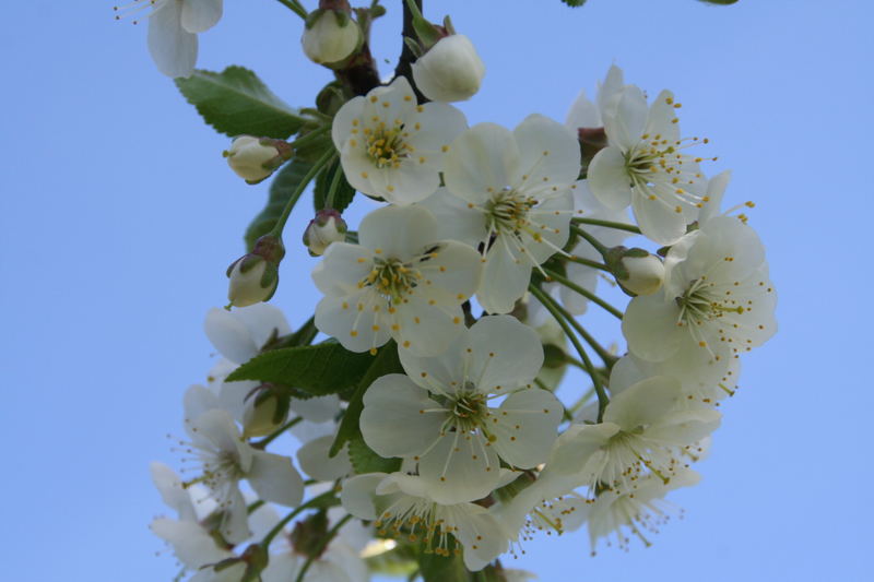 Frühling