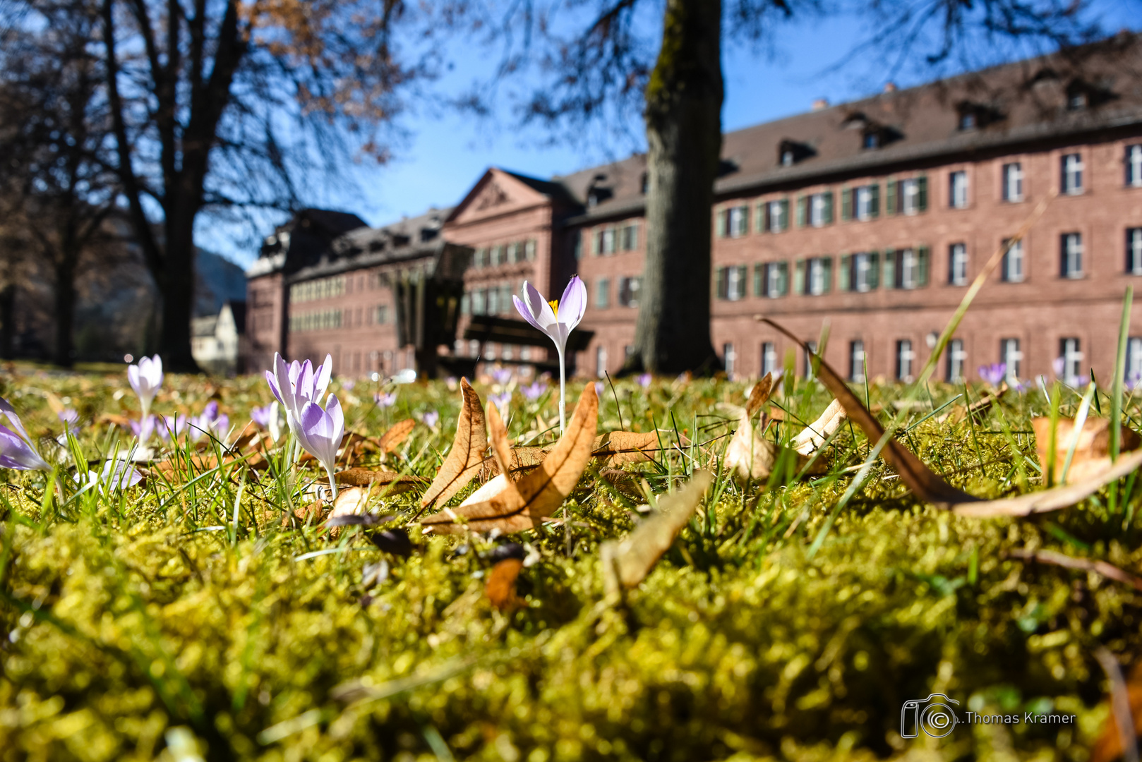 Frühling - D75_2016