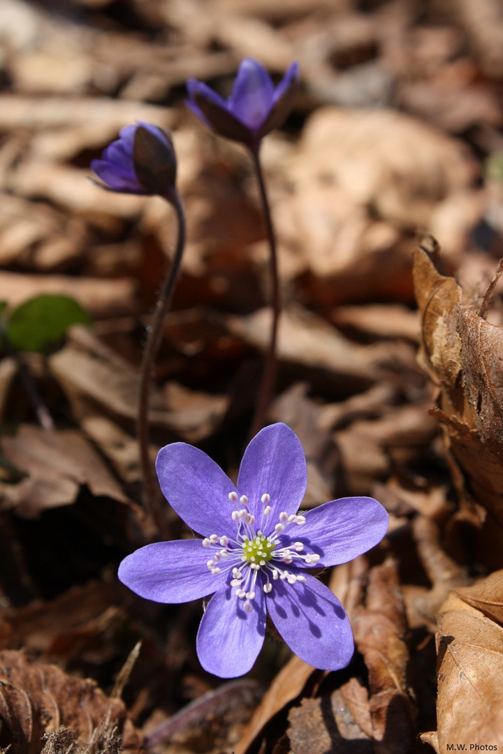 Frühling (: