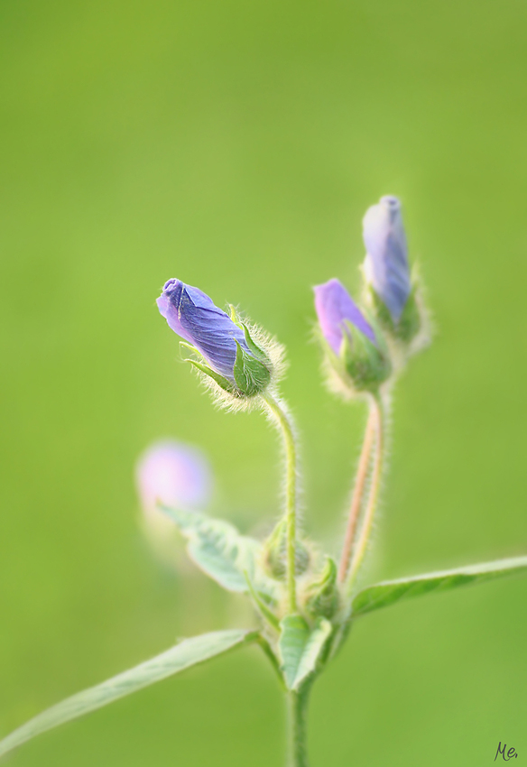 frühling.