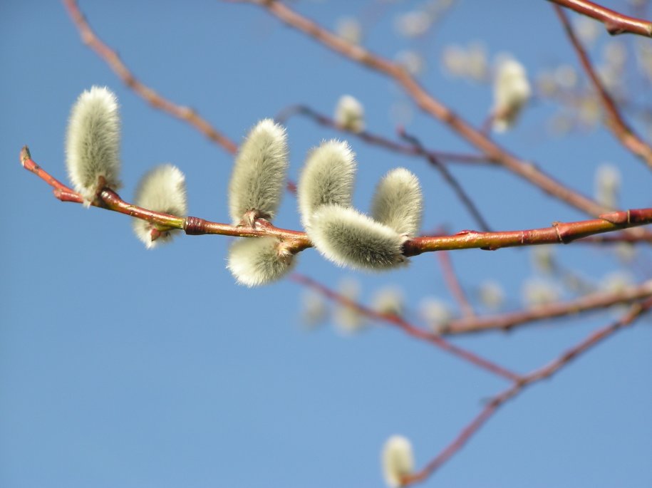 Frühling