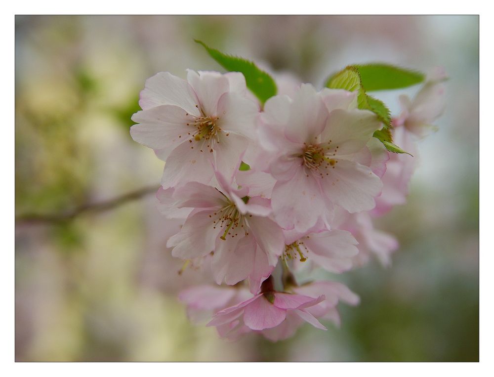 Frühling ?