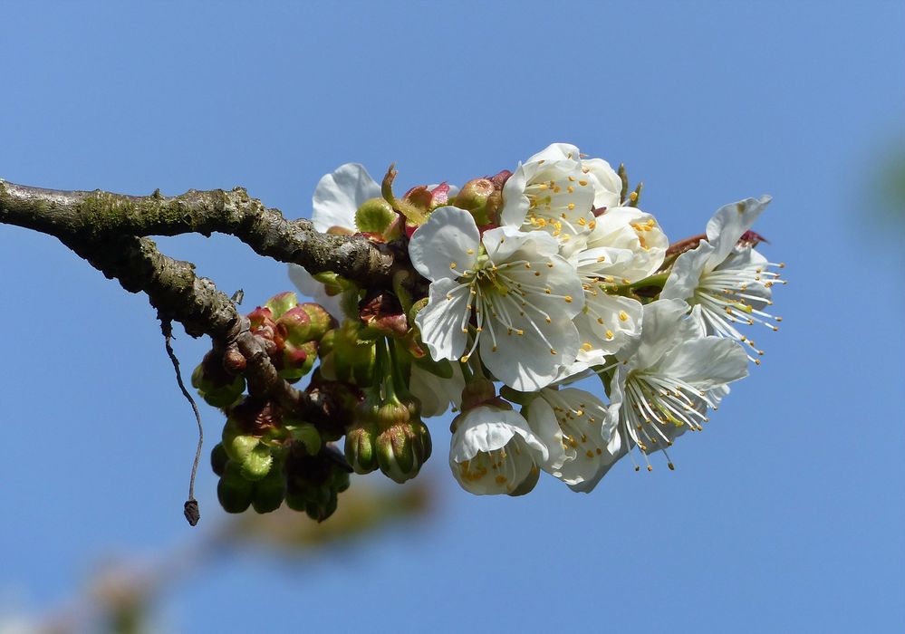 Frühling ...