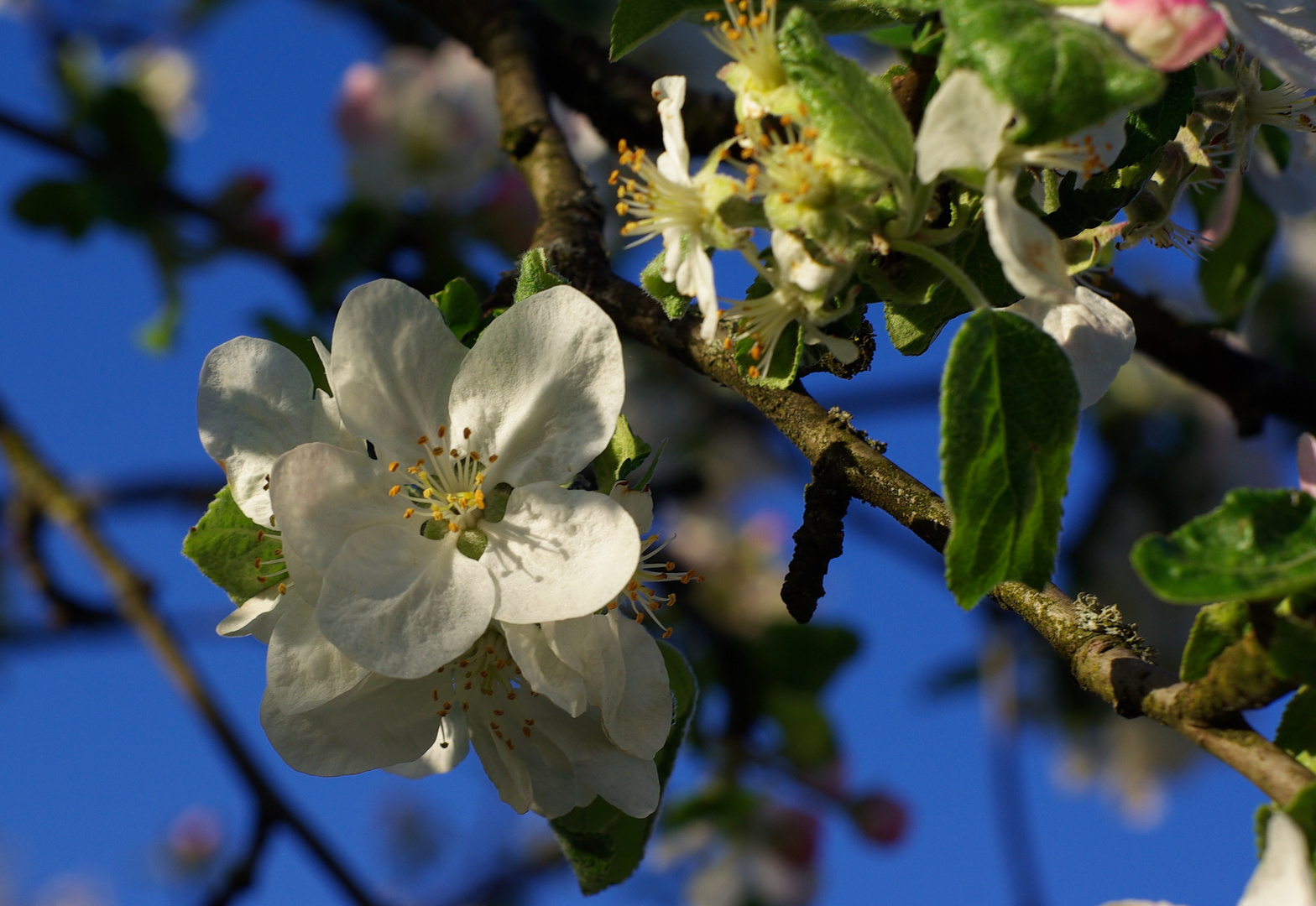 *Frühling*