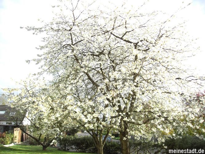 Frühling