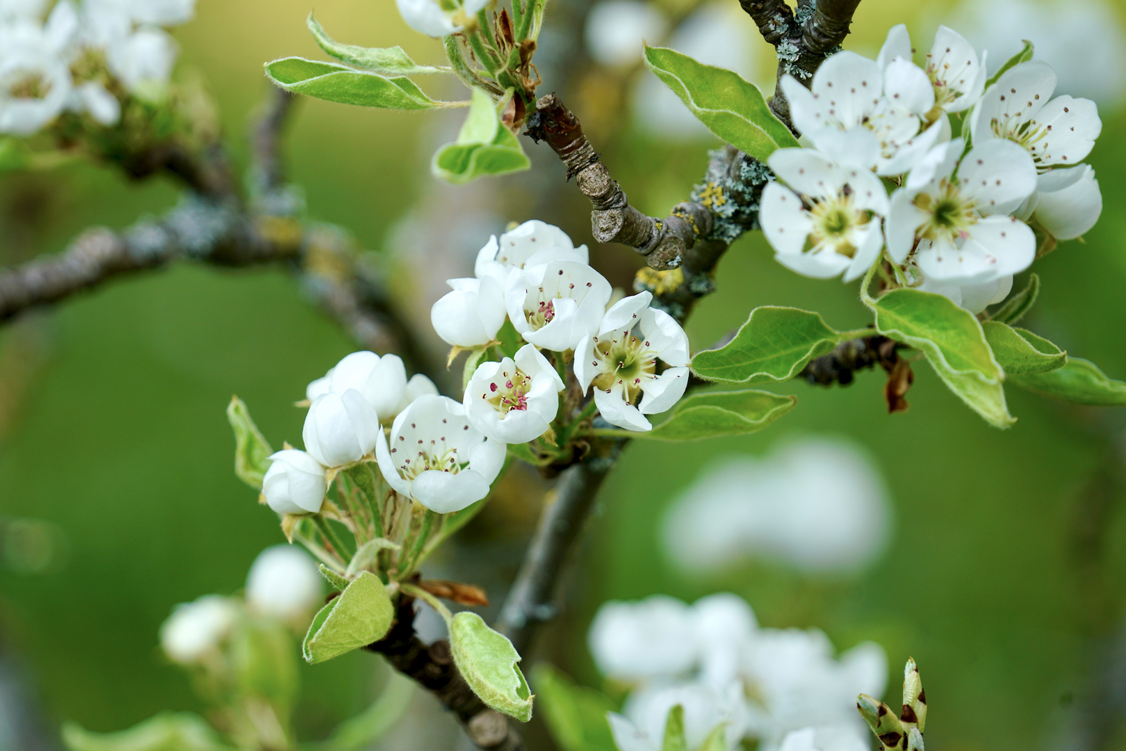 Frühling