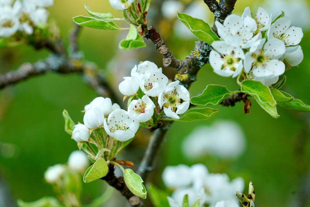 Frühling