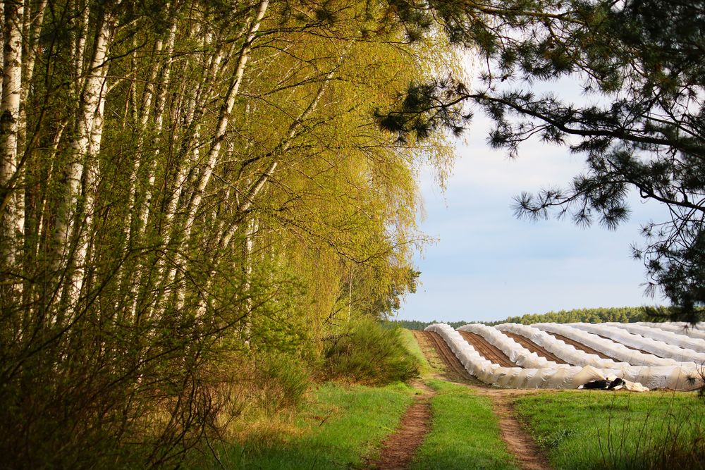 Frühling 