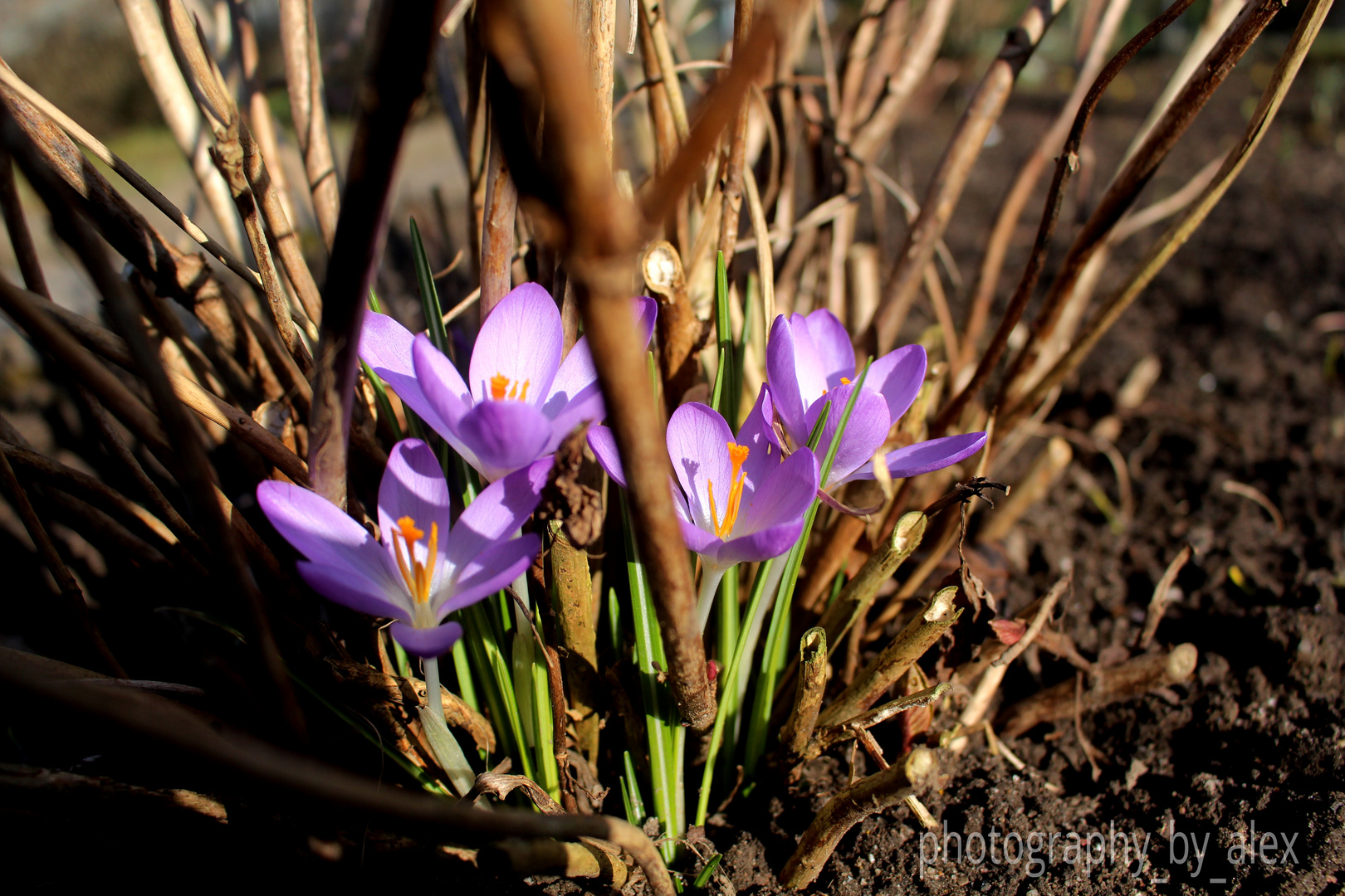 Frühling