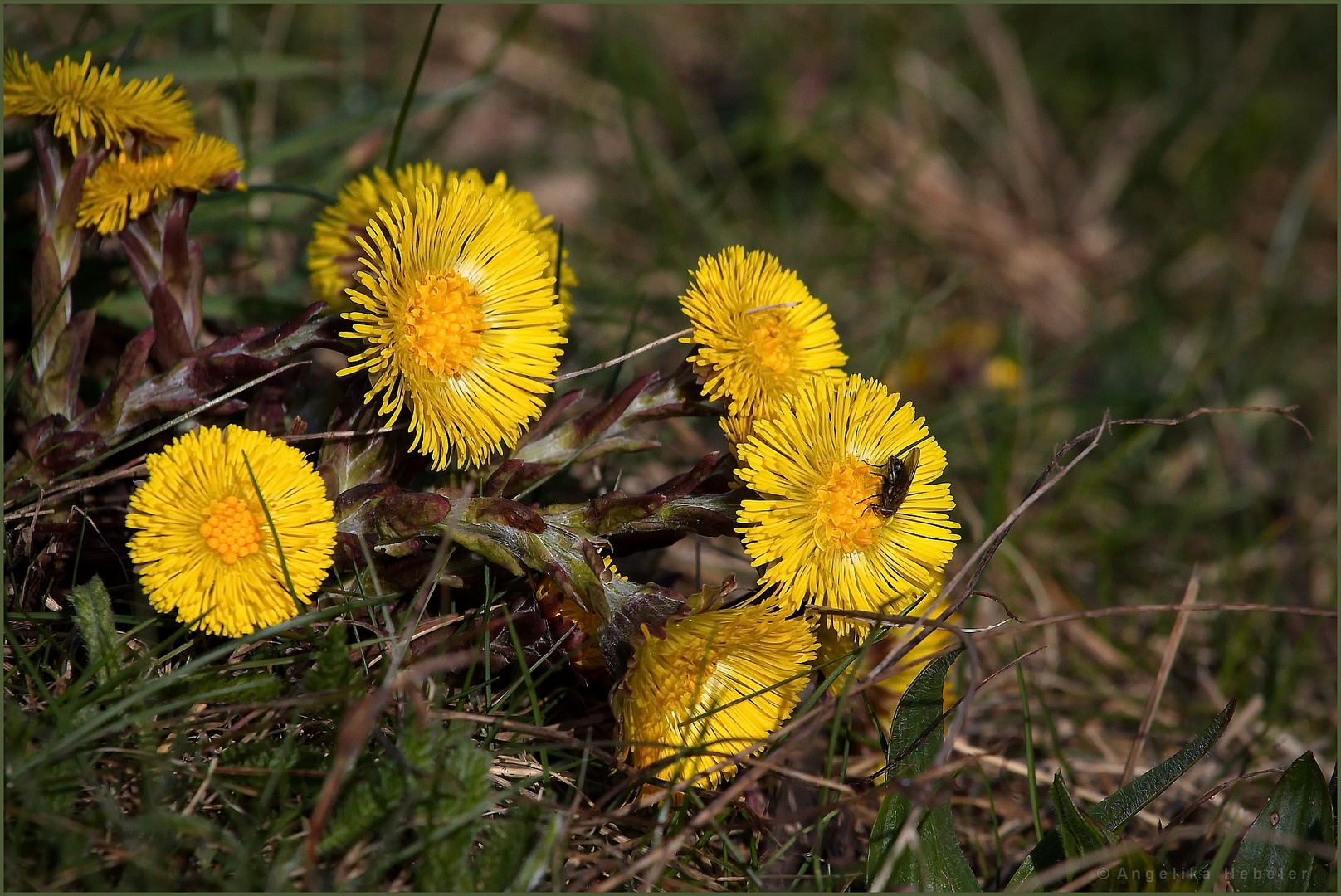 Frühling