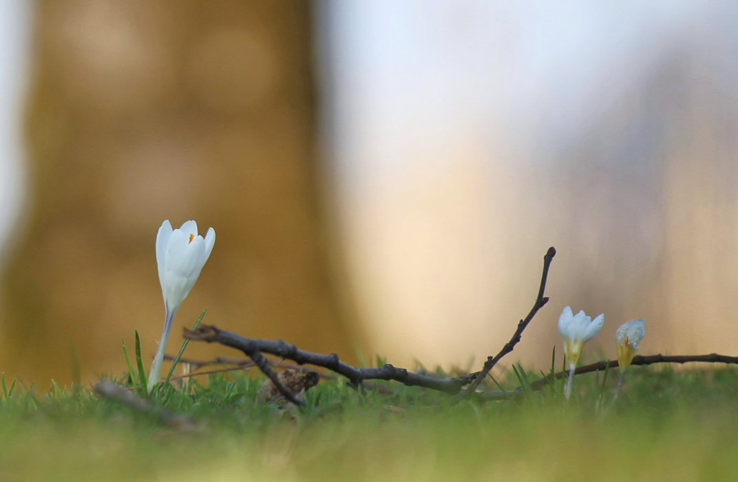 Frühling 