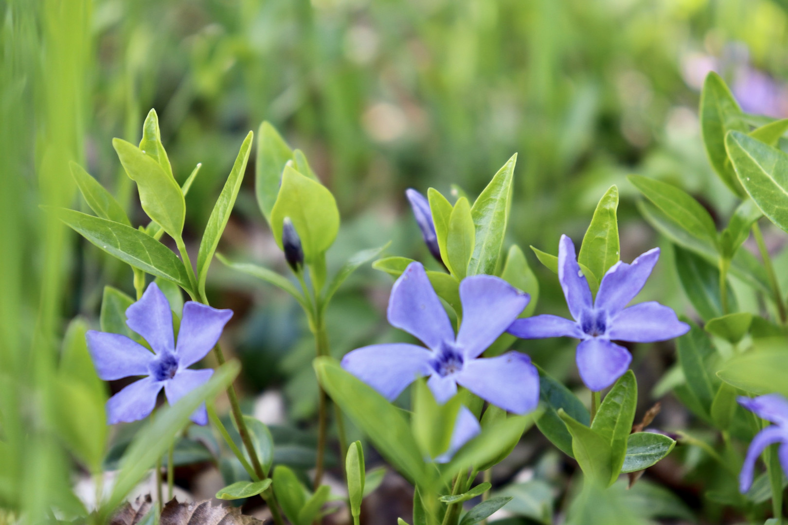 Frühling 