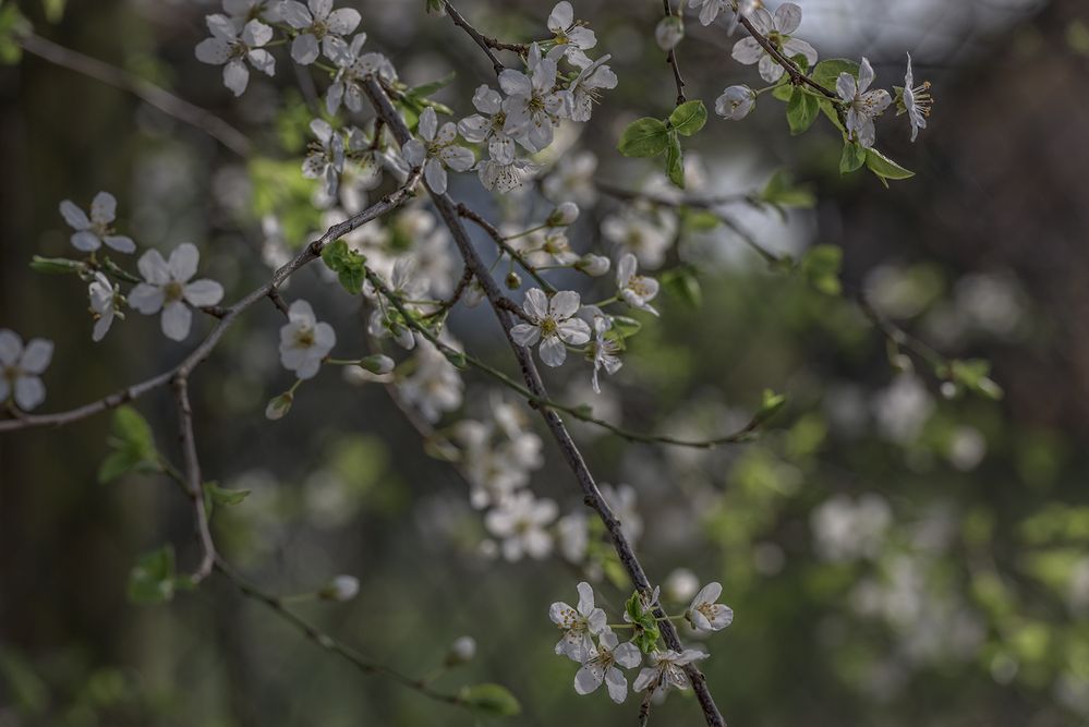 Frühling