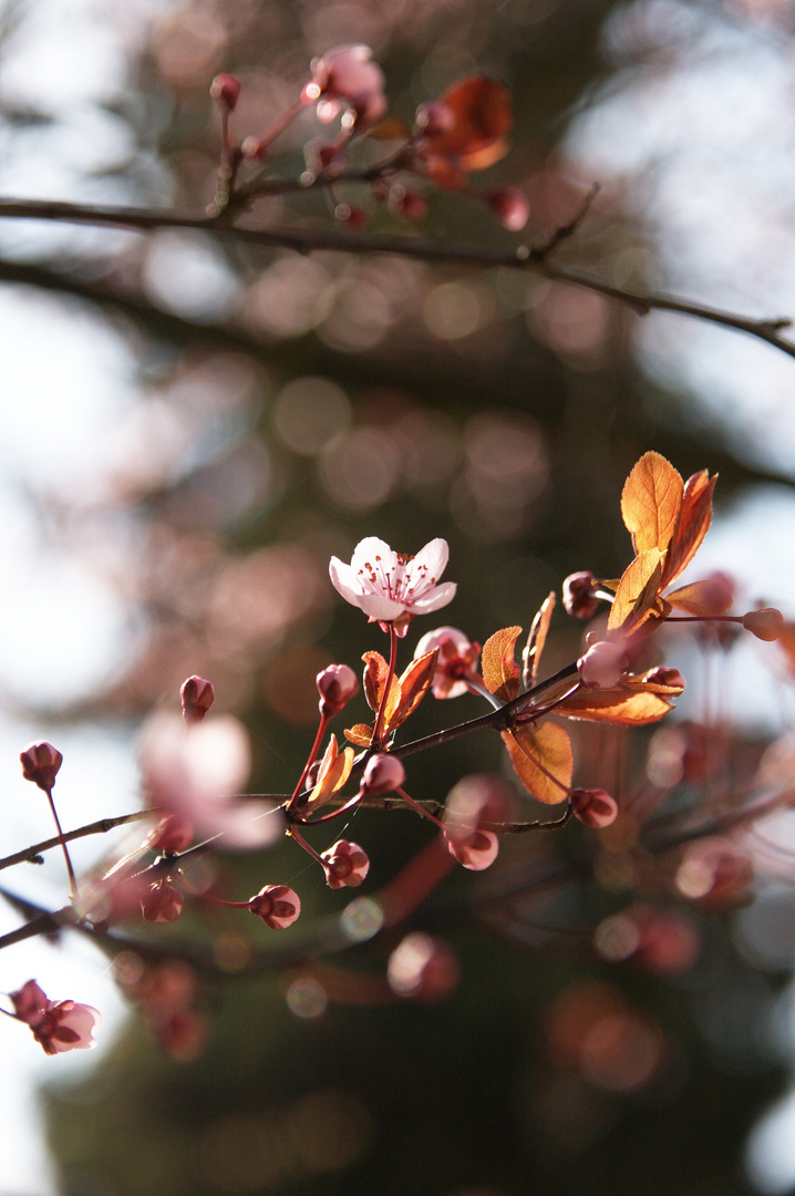 Frühling...