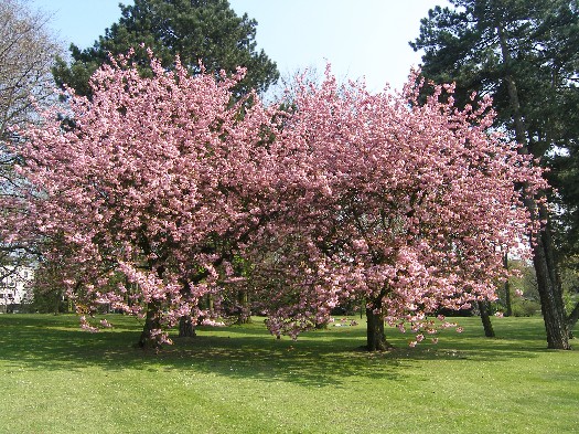 Frühling