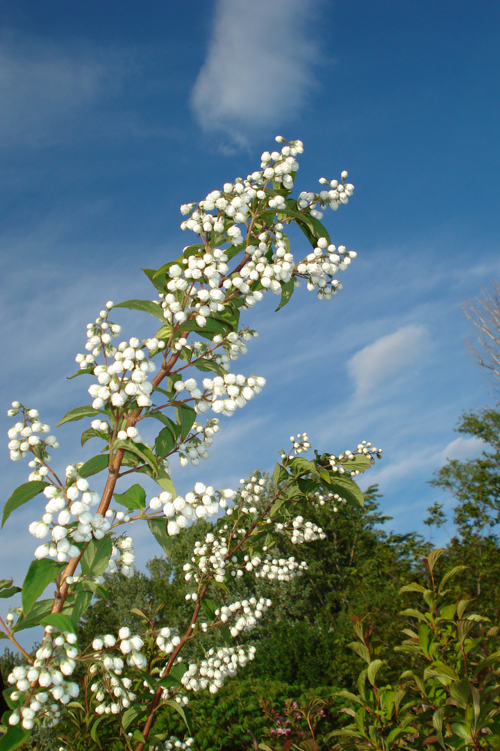 frühling