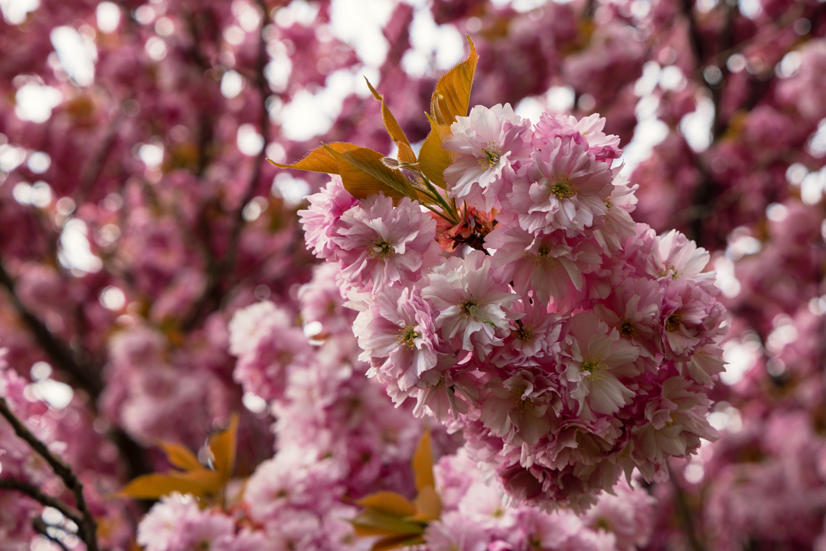 Frühling