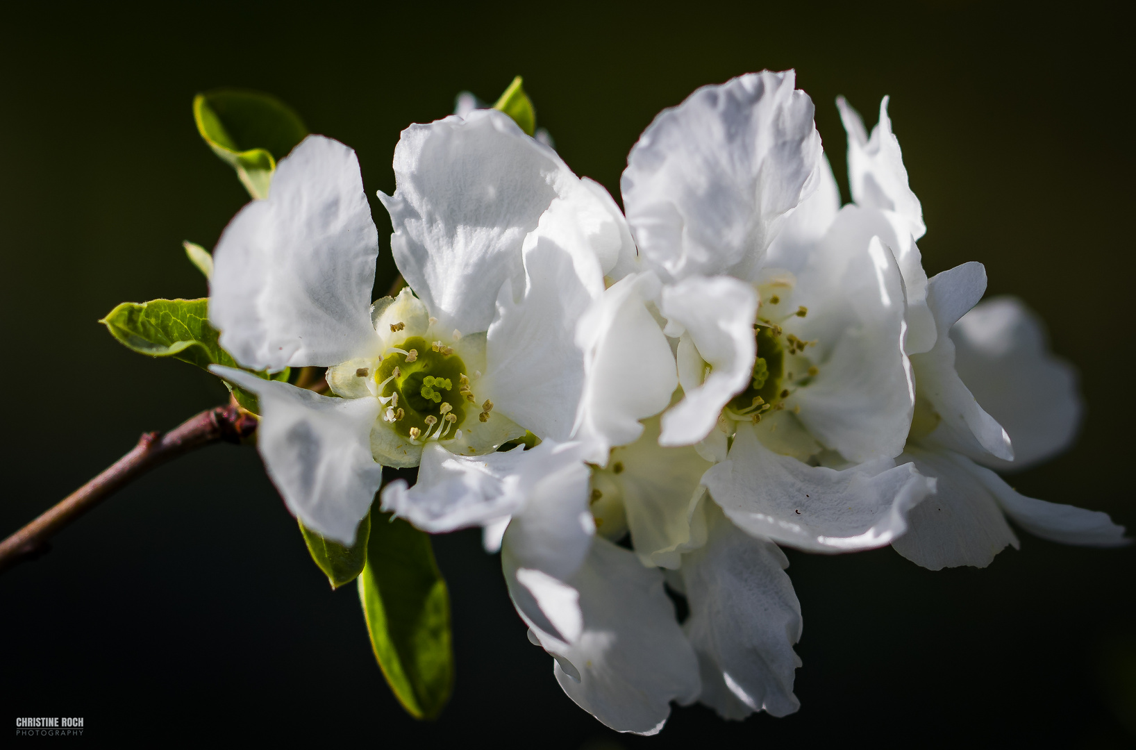 Frühling