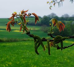 Frühling, daheim ...