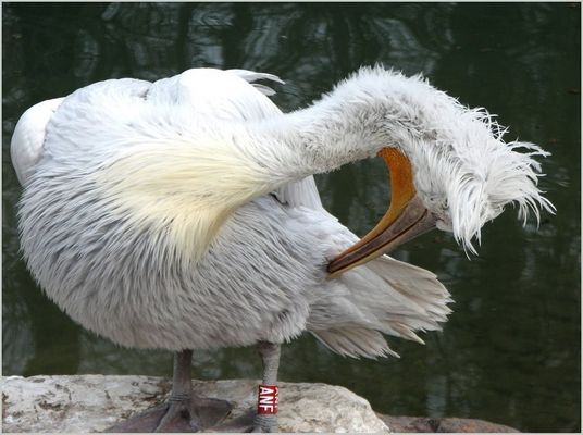 Frühling, das Federkleid wird hergerichtet...