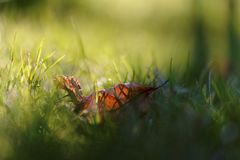 Frühling - das Neue überwiegt